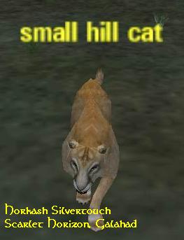 Picture of Small Hill Cat